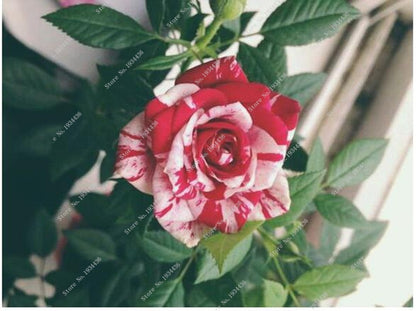 White Blood Rose Frø