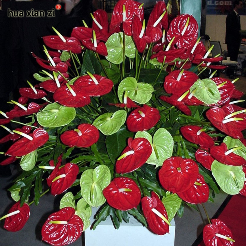 Red Anthurium Plant Seeds