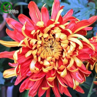 Røde Chrysanthemum Frø