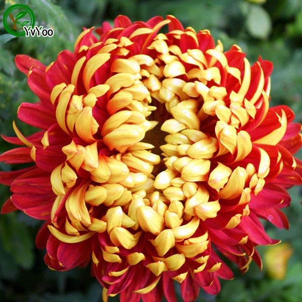 Røde Chrysanthemum Frø