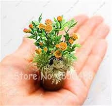 Seeds Rose Seeds Mini Bonsai Plant Indoor ( Mix farver )