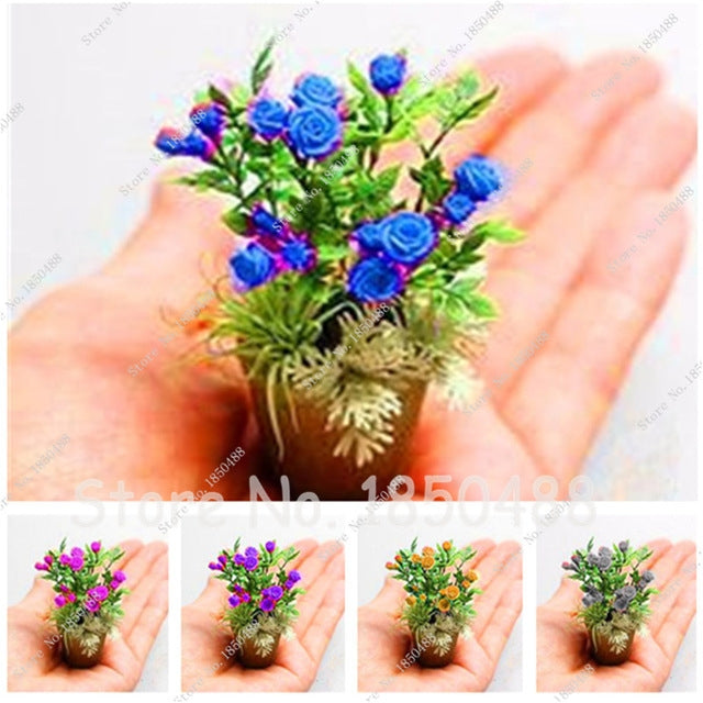 Seeds Rose Seeds Mini Bonsai Plant Indoor ( Mix farver )