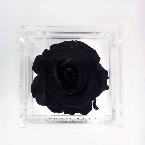 Solo - Black Diamond - Roser som holder ca. 1 år