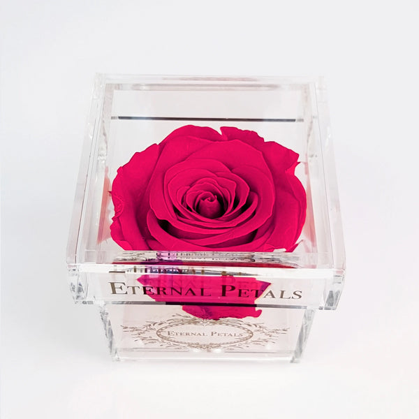 Solo - Fuchsia - Roser som holder ca. 1 år