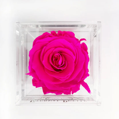 Solo - Hot Pink - Roser som holder ca. 1 år