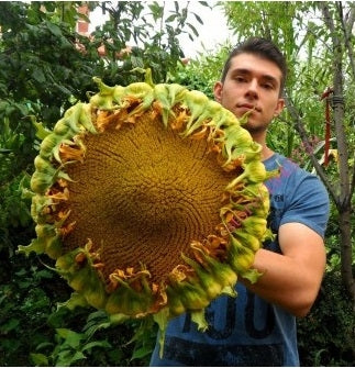 Giant Sunflower seeds