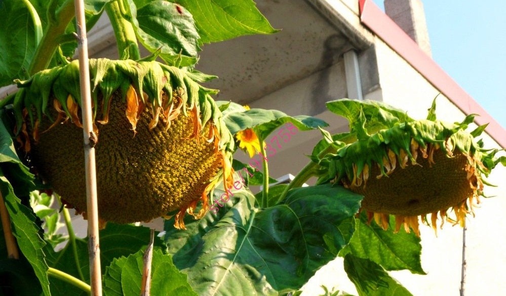 Giant Sunflower seeds