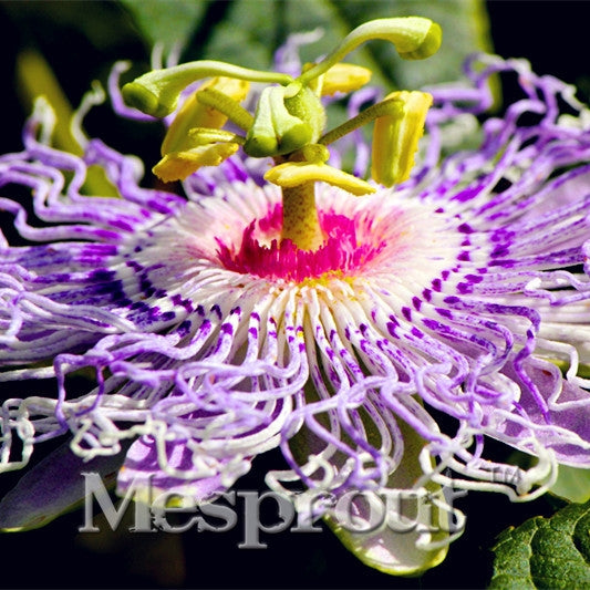 Spider flower seeds different Color