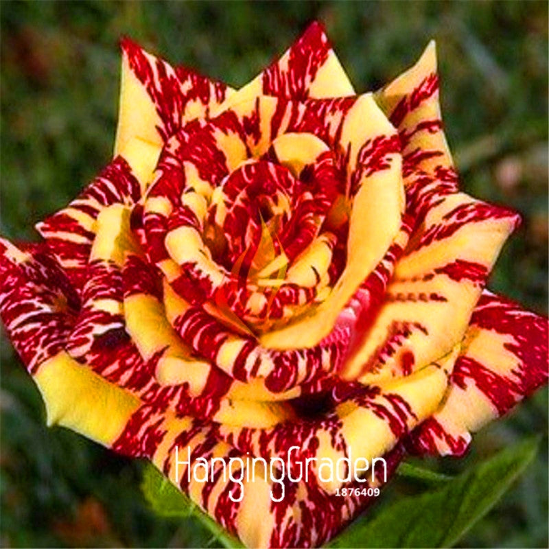Stripe rose bush seeds, Beautiful Garden Bonsai Exotic