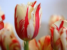 Tulipanes Flower Plant For Garden plants( Ikke løg ) Farve 24