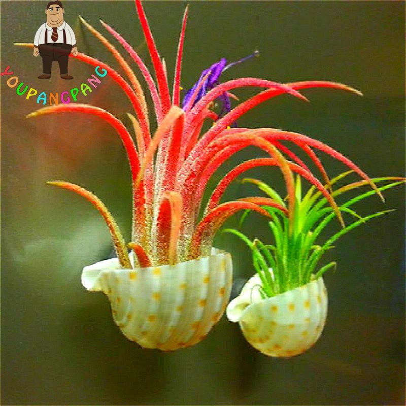 Youpangpang Air Plant Seeds - udsolgt på ubestemt tid