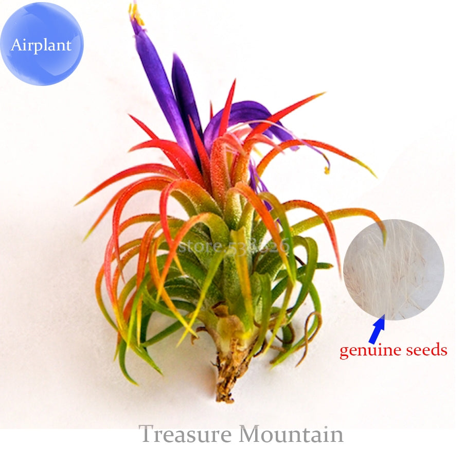 Youpangpang Air Plant Seeds - udsolgt på ubestemt tid